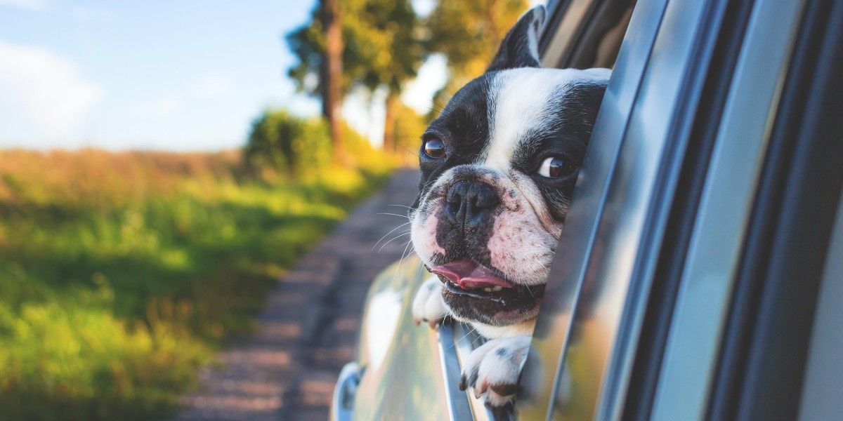 E85 dog