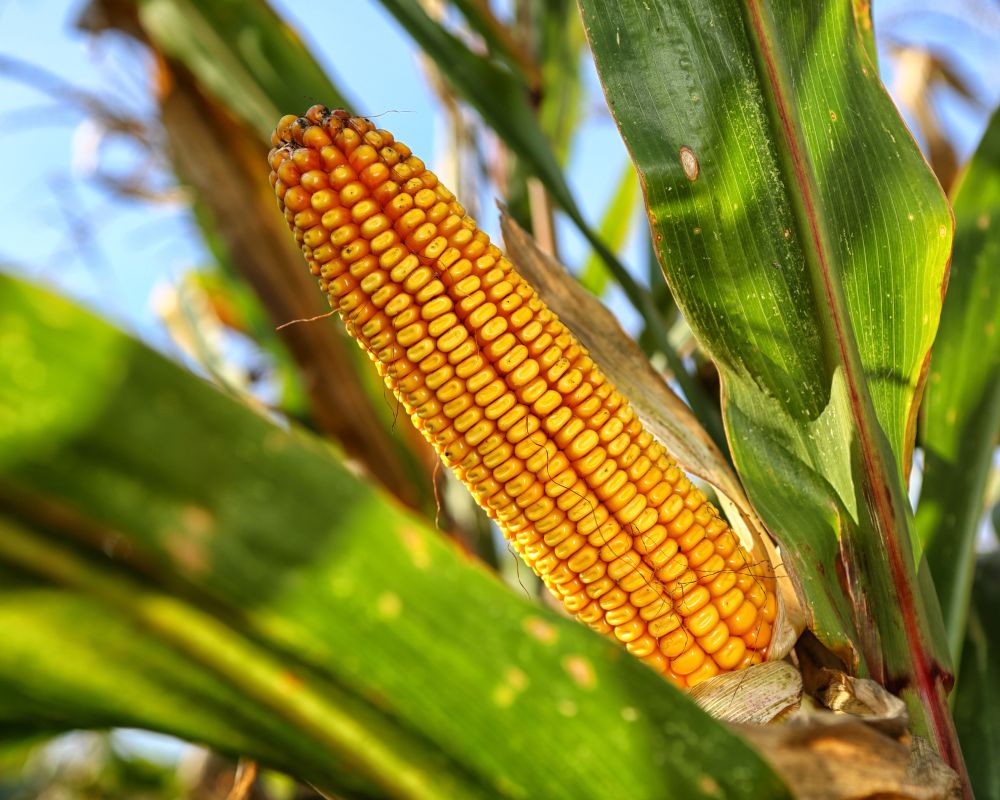 US Cornfield